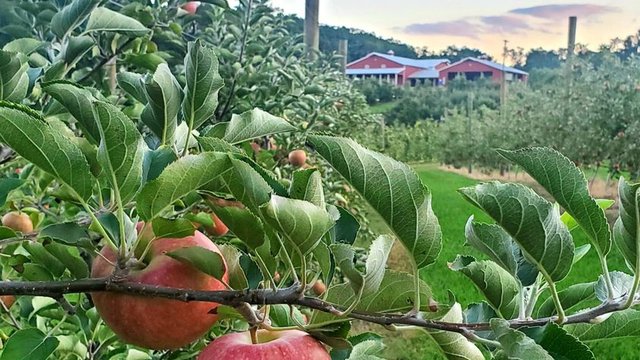 Apple Hill Orchard.jpg