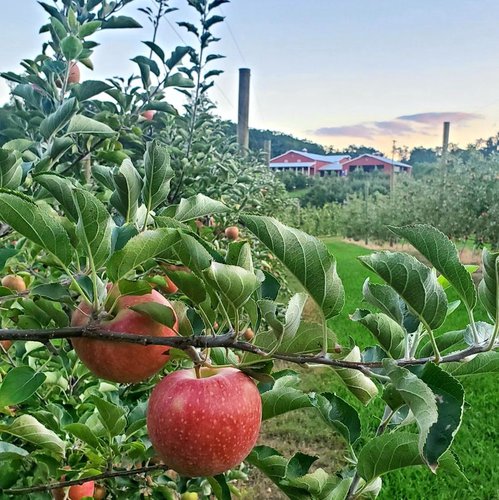 Apple Hill Orchard.jpg