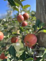 Apple Hill Orchard