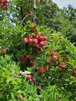 Apple Hill Orchard