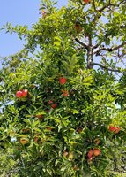 Apple Hill Orchard