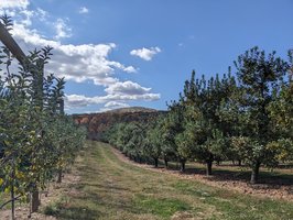 Apple Hill Orchard