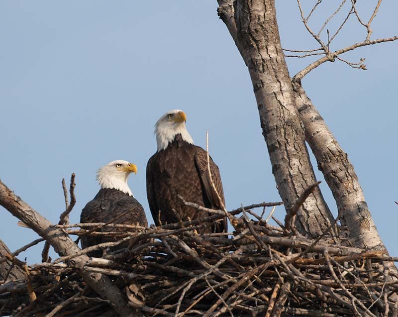 BaldEagle-WNC Magazine.jpg
