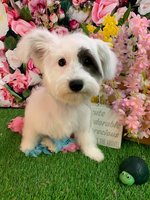 Bark Side Pet Grooming LLC