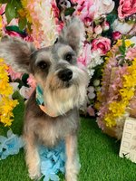 Bark Side Pet Grooming LLC