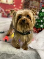 Bark Side Pet Grooming LLC