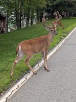 Beech Mountain Ski Slope - Mountain Bike Park & Disc Golf