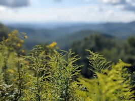 Blue Ridge Parkway- Partially Open (August 7, 2025)