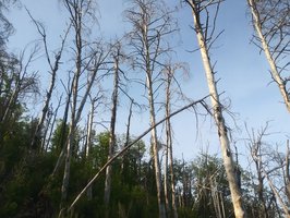 Chestnut Knob Trail-Temporarily Closed