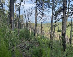 Chestnut Knob Trail