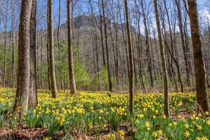 Daffodil Flats- Sensitive Ecological Area