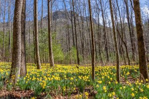 Daffodil Flats- Sensitive Ecological Area