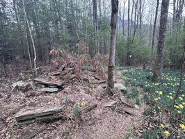 Daffodil Flats- Sensitive Ecological Area