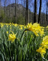 Daffodil Flats- Sensitive Ecological Area