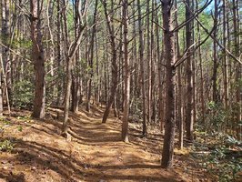 Fonta Flora State Trail- OPEN ONLY at Burke County Park!