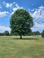Freedom Park
