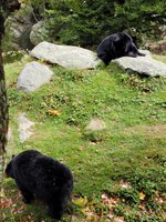 Grandfather Mountain