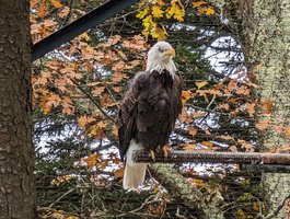 Grandfather Mountain