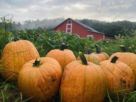 Henry River Farms