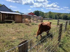 Henry River Farms