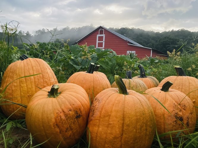 Henry River Farms