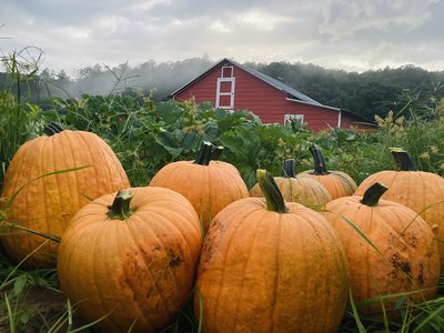 Henry River Farms
