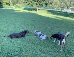 Katawba River K-9 Dog Park
