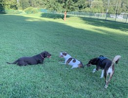 Katawba River K-9 Dog Park