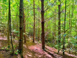 Lake James State Park- Partially Reopened