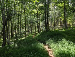 Lake James State Park- Partially Reopened
