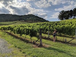 Linville Falls Winery