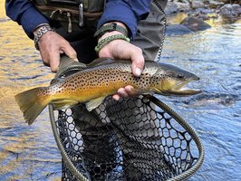 On the Fly Guide Service