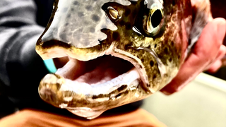 On the Fly Guide Service