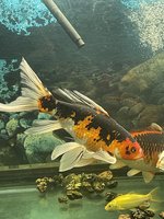 Osaki Japanese Restaurant & Sushi