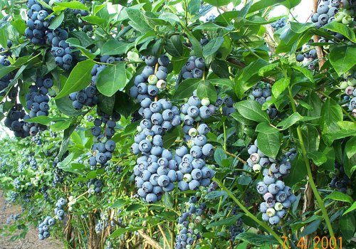Perry's Berrys- Pick Your Own! Featured Image