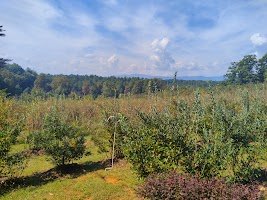 Perry's Berrys- Pick Your Own Blueberry Farm and Winery