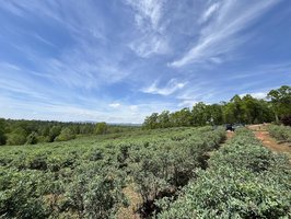 Perry's Berrys- Pick Your Own Blueberry Farm and Winery