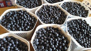 Perry's Berrys- Pick Your Own Blueberry Farm and Winery
