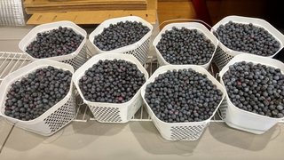Perry's Berrys- Pick Your Own Blueberry Farm and Winery