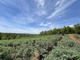 Perry's Berrys- Pick Your Own Blueberry Farm and Winery