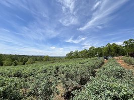 Perry's Berrys- Pick Your Own Blueberry Farm and Winery