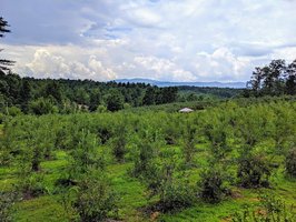 Perry's Berrys- Pick Your Own Blueberry Farm and Winery