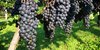 Catawba Valley Wine Trail Featured Image