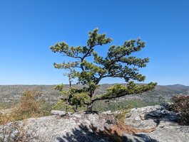 The Shack at Shortoff