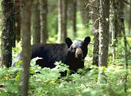 black-bear.jpg