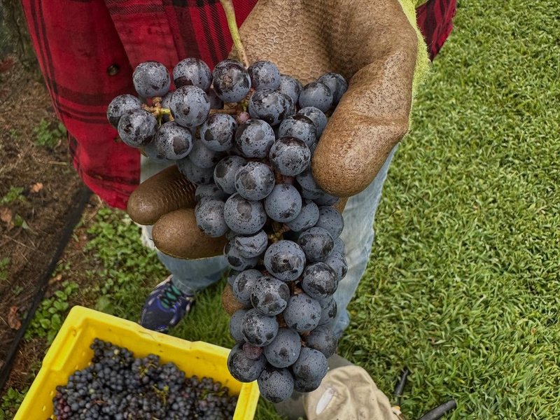 grapes silver fork winery.jpg