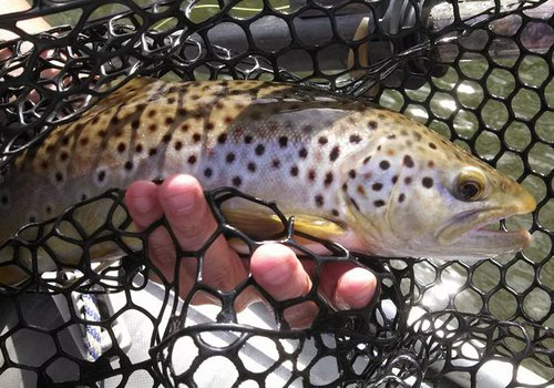 On the Fly Guide Service Featured Image