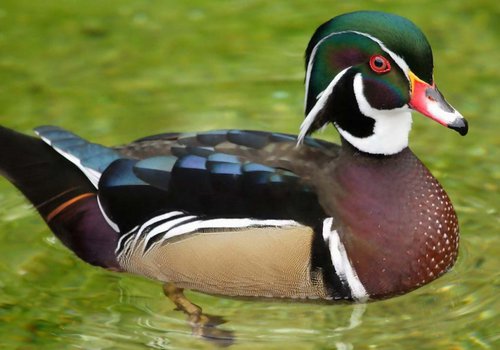 North Carolina Birding Trail Featured Image